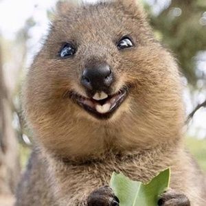 Meet your Posher, Philip